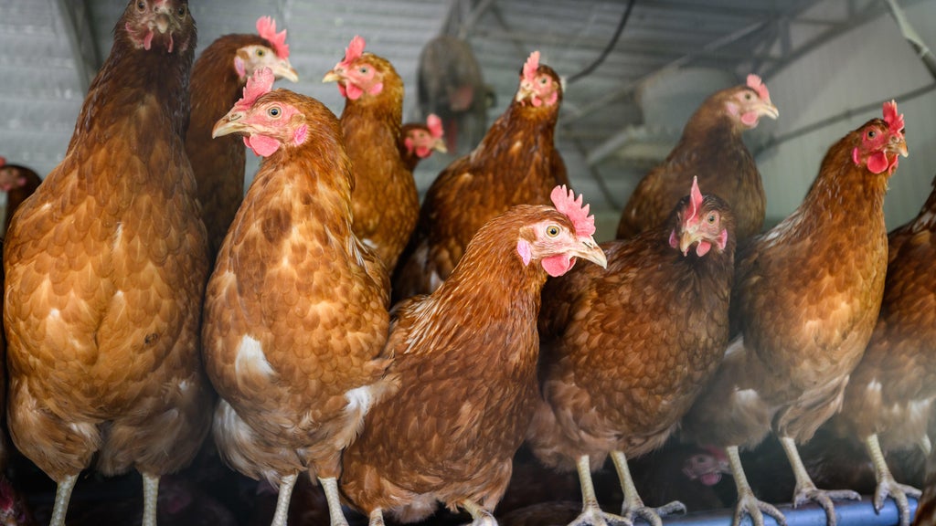 Approximately 90 "backyard flock" birds in Northern California affected by avian flu — CBS Bay Area (KPIX), San Rafael Community news