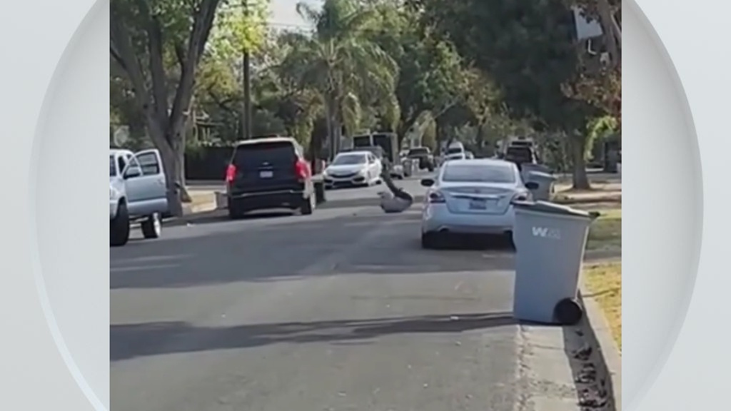 Federal immigration vehicle hits pedestrian in Woodland, police say — CBS Bay Area (KPIX), San Rafael Health news