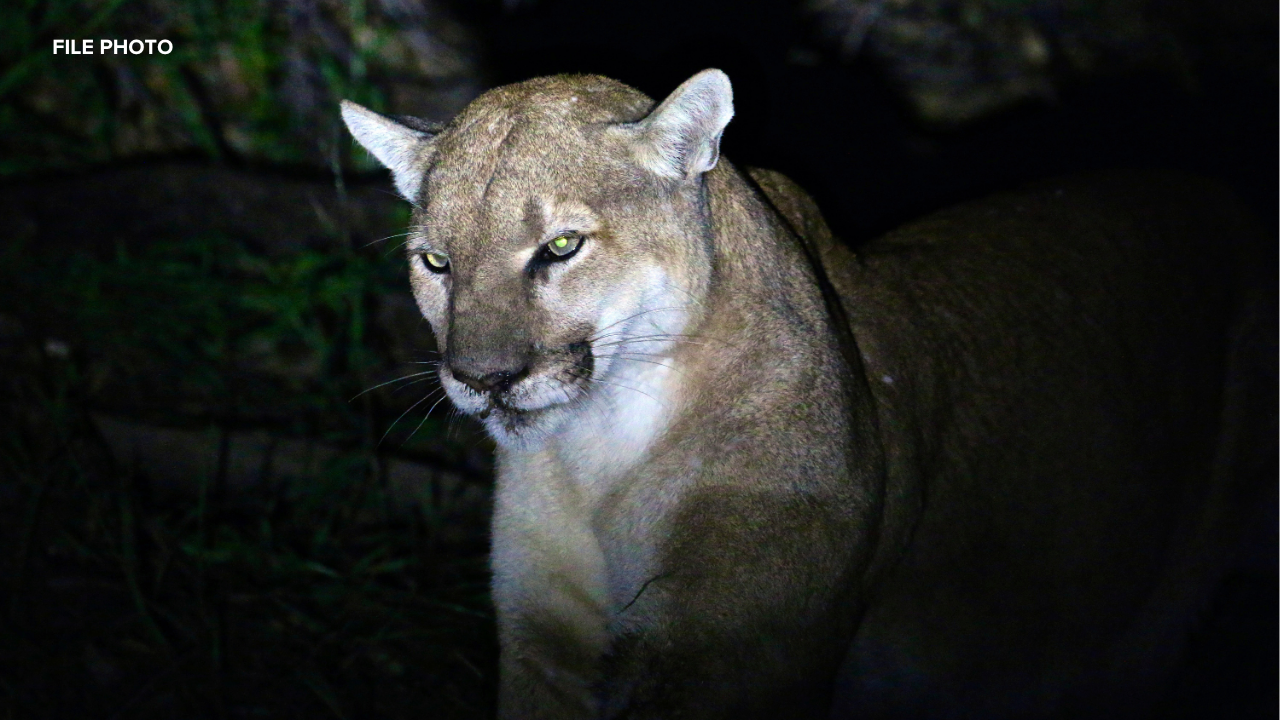 Hercules police urge caution after mountain lion sightings in neighborhood
       — ABC 7 Bay Area, San Rafael Community news