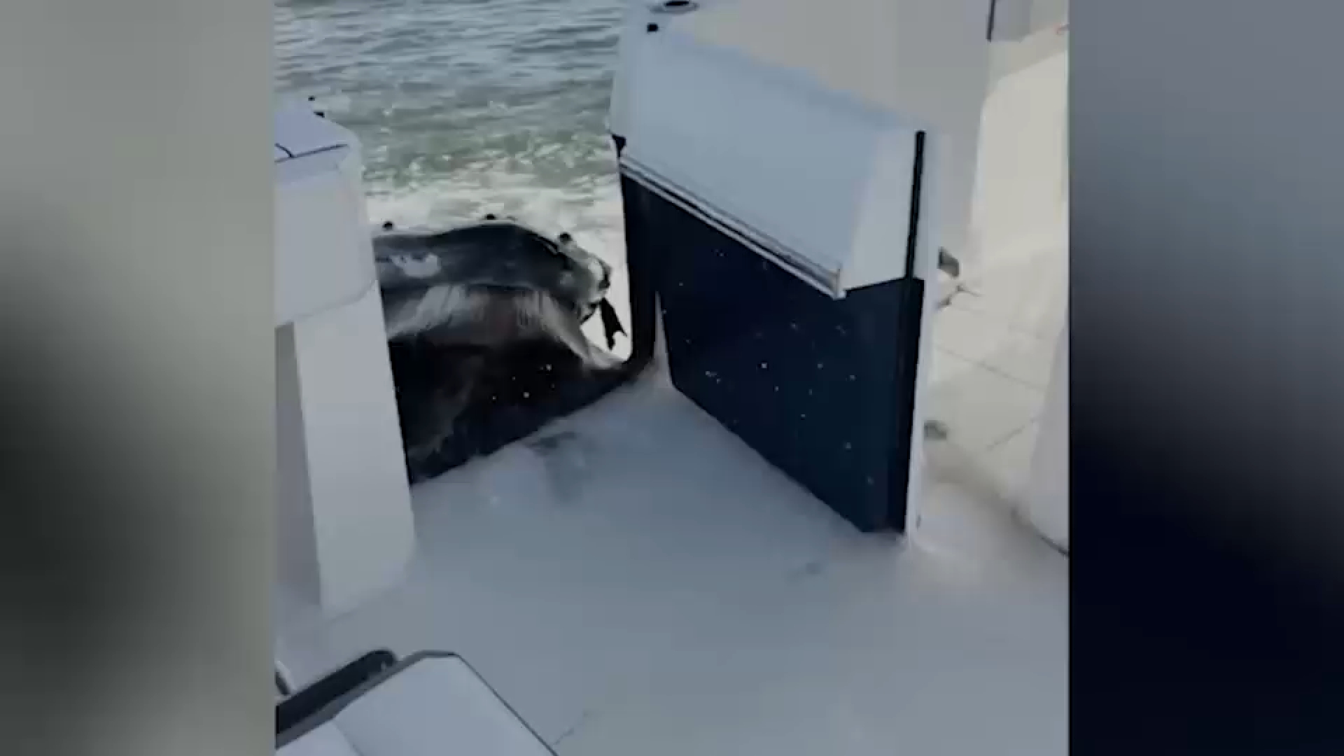 Video captures humpback whale crashing into boat off Long Island
— ABC 7 Bay Area, San Rafael Community news