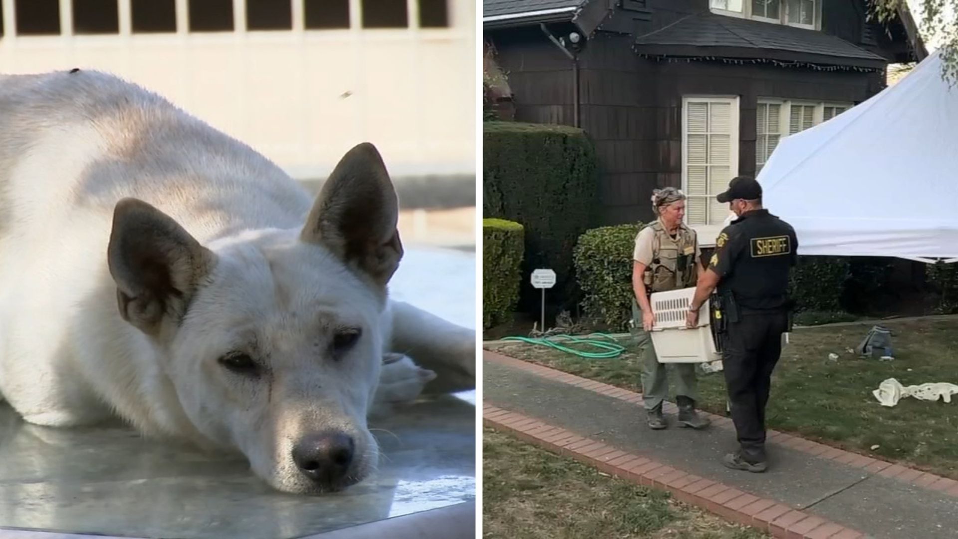 44 dogs removed from Vallejo 'hoarder' home linked to convicted breeder in animal cruelty case
— ABC 7 Bay Area, San Rafael Real Estate news