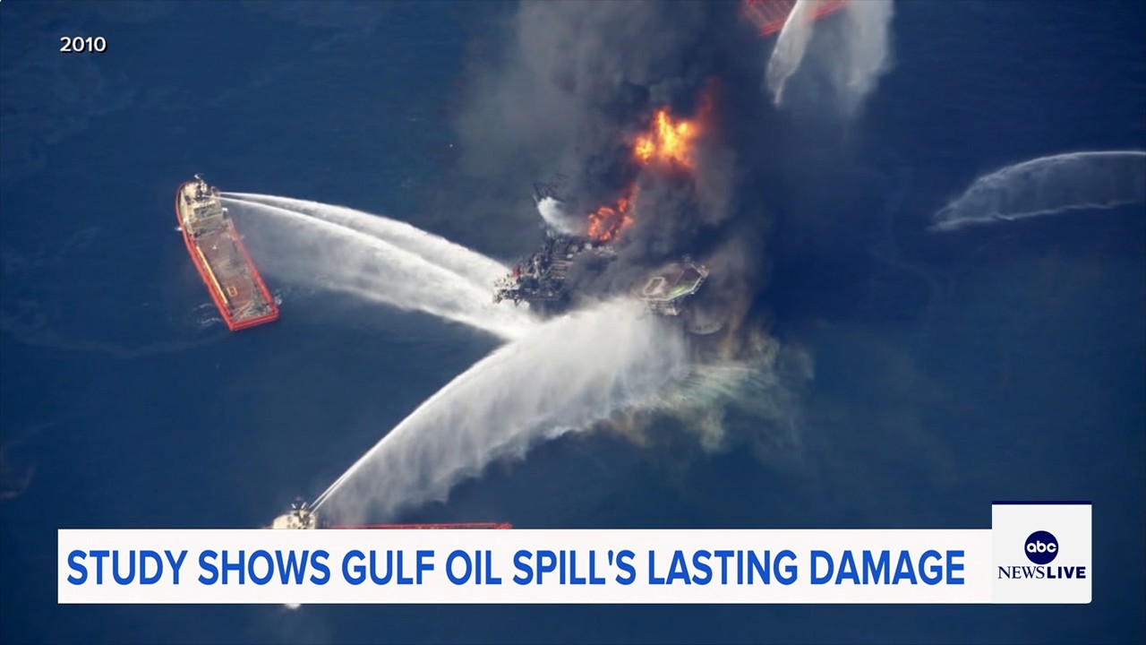 Marine life dramatically declined in Gulf of Mexico in years after BP oil spill, study finds
— ABC 7 Bay Area, San Rafael Community news
