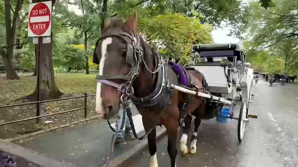 New York City Council passes law to phase out horse-drawn carriages by 2028
       — ABC 7 Bay Area, San Rafael Government news