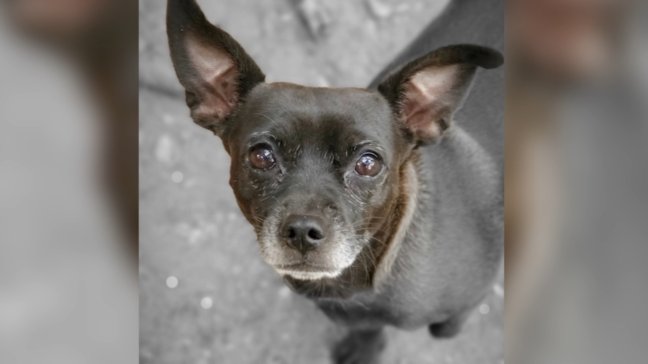 Oakland family seeks justice after dog attack that killed beloved pet: 'She was taken from us'
— ABC 7 Bay Area