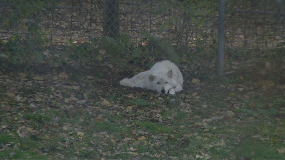 Bay Beach Wildlife Sanctuary plans 564-acre habitat restoration, construction eyed in 2028 — Fox 11 Green Bay Local, San Rafael Community news