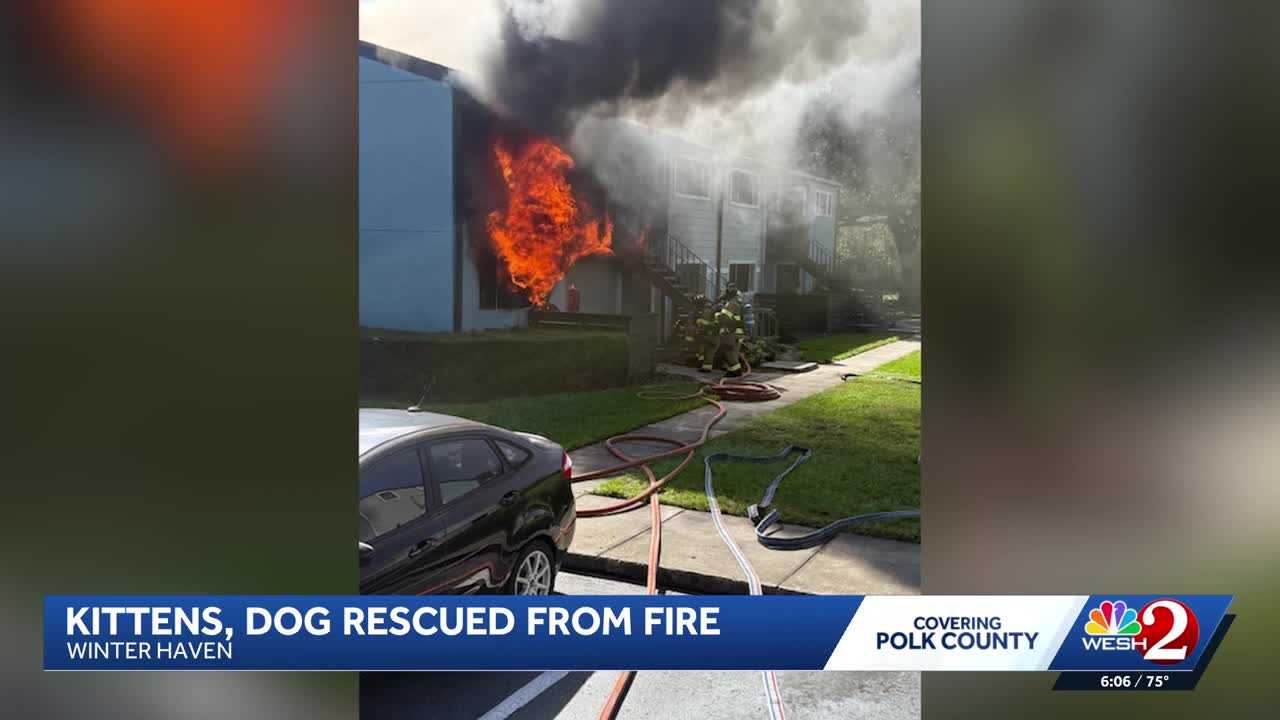 Dogs, kittens rescued from Winter Haven apartment fire — WESH 2 Orlando, San Rafael Community news