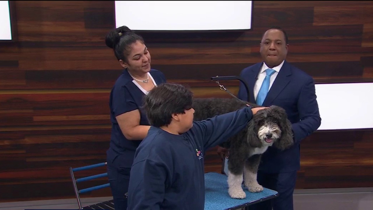 Your dog grooming questions answered — KTVU FOX 2 Bay Area