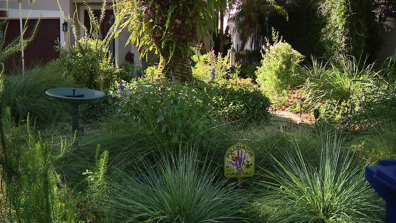 Florida city offers homeowners up to $3,000 to ditch thirsty grass โ a move that slashes their water bills โ KTVU FOX 2 Bay Area